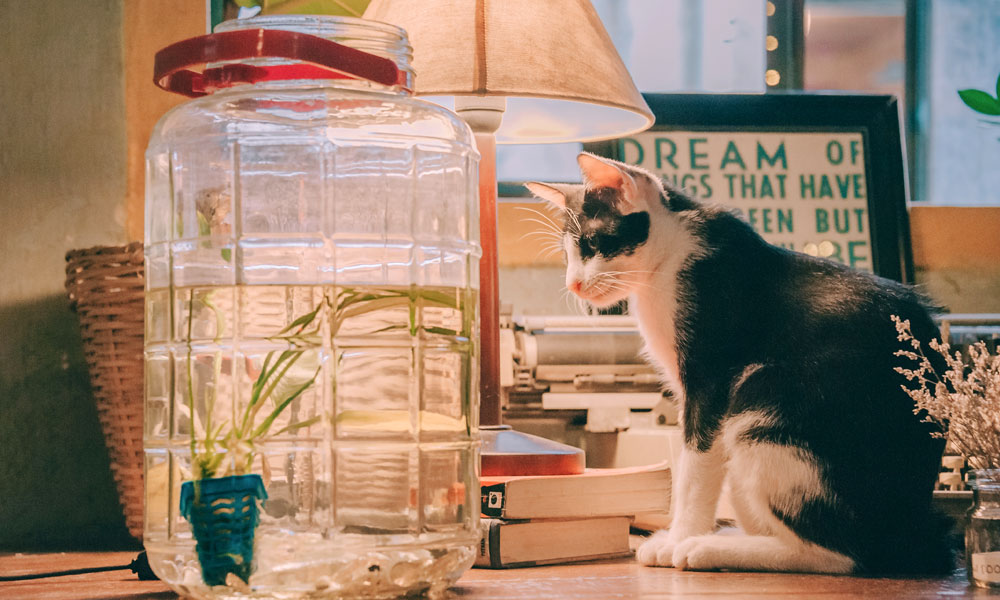 A cat on a desk looking at a goldfish