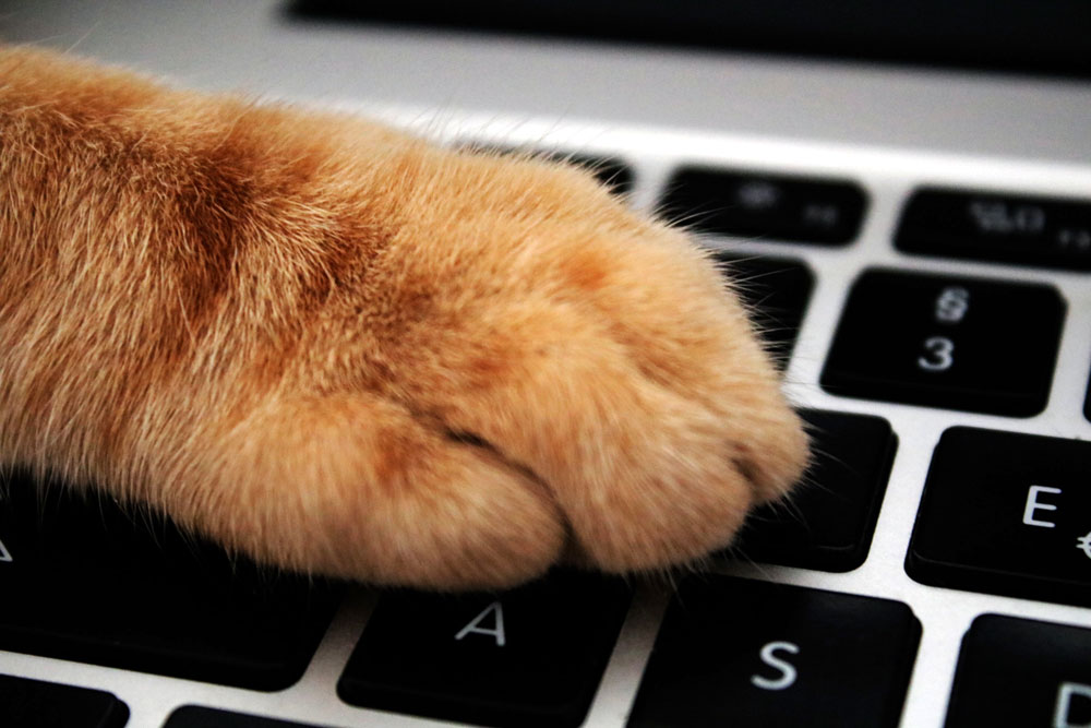 A ginger cat paw on a keyboard